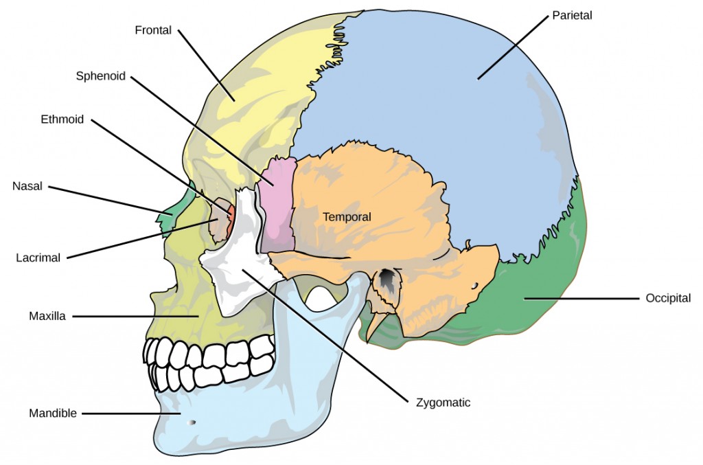 Figure 38.6. The bones of the skull support the structures of the face and protect the brain. (credit: modification of work by Mariana Ruiz Villareal)