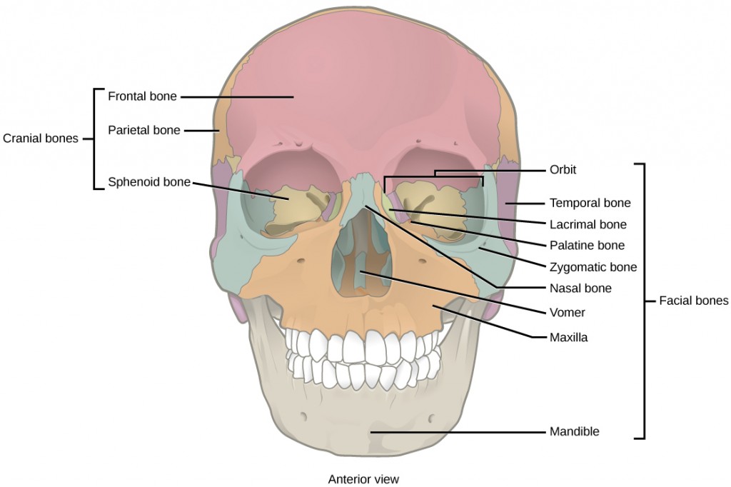 Figure 38.7. The cranial bones, including the frontal, parietal, and sphenoid bones, cover the top of the head. The facial bones of the skull form the face and provide cavities for the eyes, nose, and mouth.