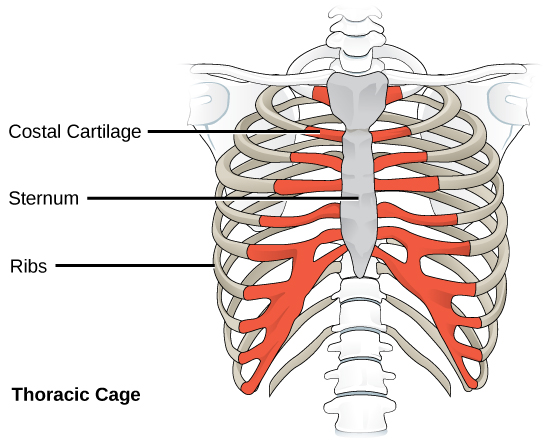 Figure 38.9. The thoracic cage, or rib cage, protects the heart and the lungs. (credit: modification of work by NCI, NIH)