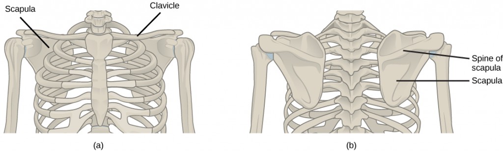 Figure 38.11. (a) The pectoral girdle in primates consists of the clavicles and scapulae. (b) The posterior view reveals the spine of the scapula to which muscle attaches.