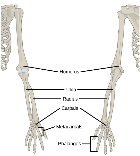 Figure 38.12. The upper limb consists of the humerus of the upper arm, the radius and ulna of the forearm, eight bones of the carpus, five bones of the metacarpus, and 14 bones of the phalanges.