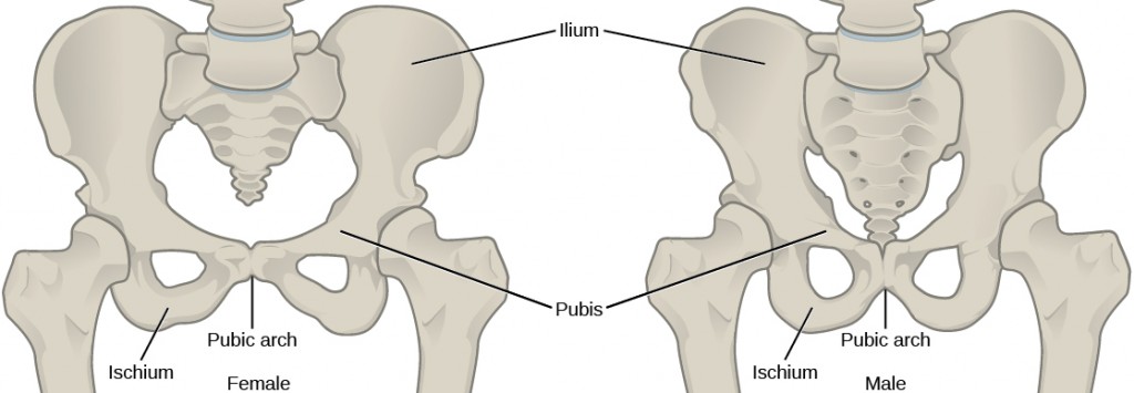 Figure 38.13. To adapt to reproductive fitness, the (a) female pelvis is lighter, wider, shallower, and has a broader angle between the pubic bones than (b) the male pelvis.