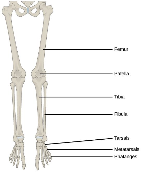 Figure 38.14. The lower limb consists of the thigh (femur), kneecap (patella), leg (tibia and fibula), ankle (tarsals), and foot (metatarsals and phalanges) bones.