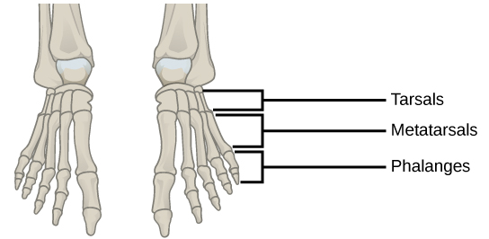 Figure 38.15. This drawing shows the bones of the human foot and ankle, including the metatarsals and the phalanges.