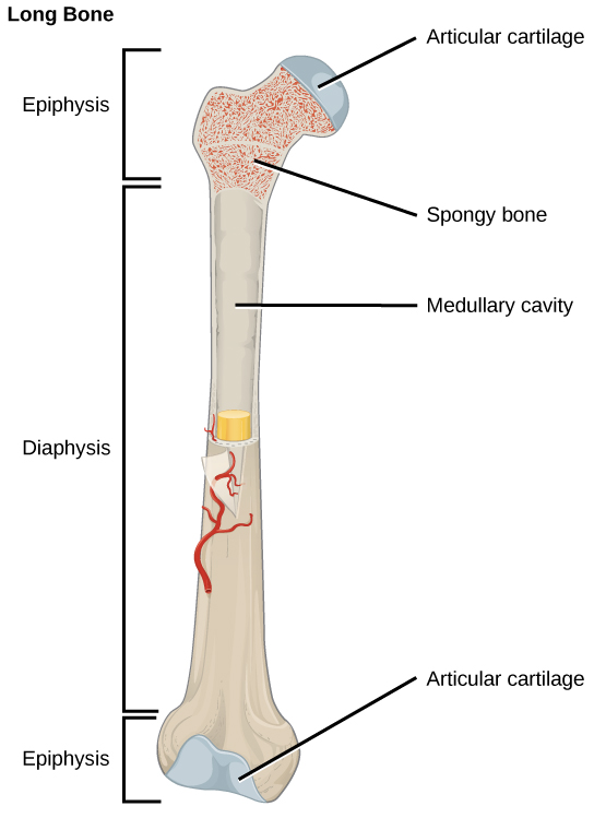 Figure 38.17. The long bone is covered by articular cartilage at either end and contains bone marrow (shown in yellow in this illustration) in the marrow cavity.
