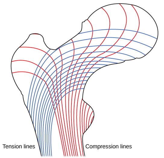 Figure 38.20. Trabeculae in spongy bone are arranged such that one side of the bone bears tension and the other withstands compression.