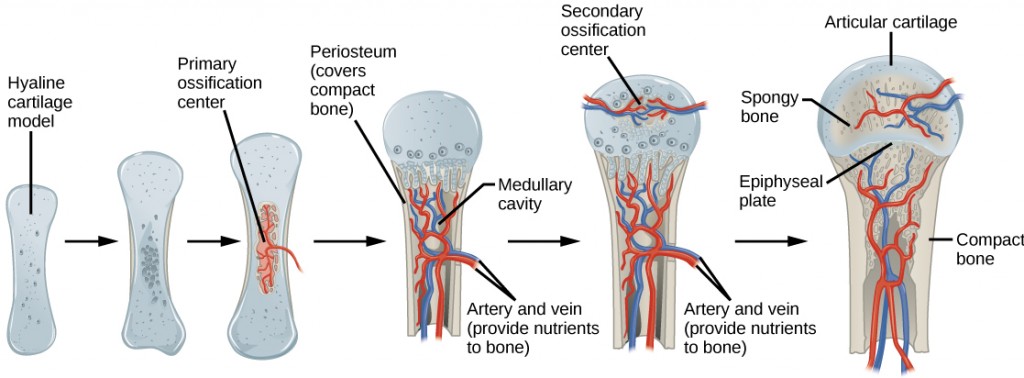 Figure 38.21. Endochondral ossification is the process of bone development from hyaline cartilage. The periosteum is the connective tissue on the outside of bone that acts as the interface between bone, blood vessels, tendons, and ligaments.