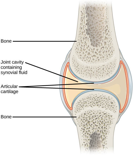 Figure 38.25. Synovial joints are the only joints that have a space or “synovial cavity” in the joint.