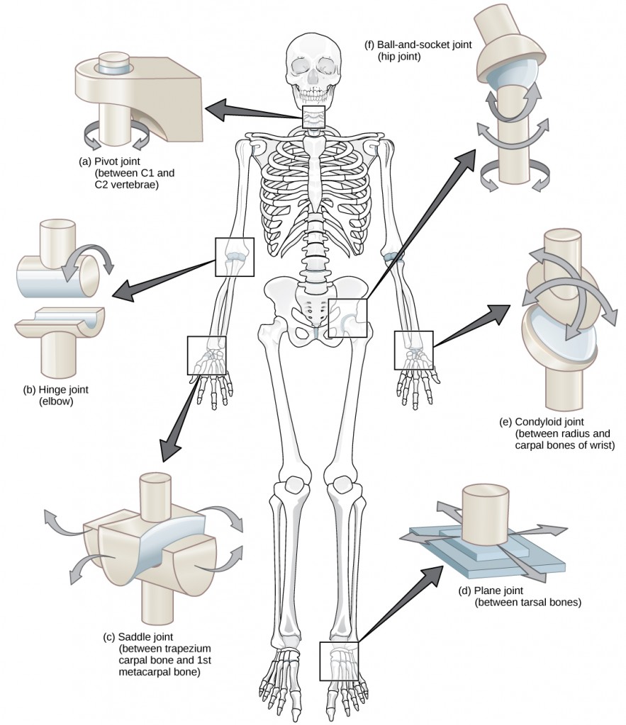 Figure 38.26. Different types of joints allow different types of movement. Planar, hinge, pivot, condyloid, saddle, and ball-and-socket are all types of synovial joints.
