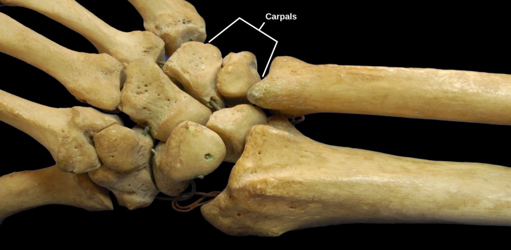 Figure 38.27. The joints of the carpal bones in the wrist are examples of planar joints. (credit: modification of work by Brian C. Goss)