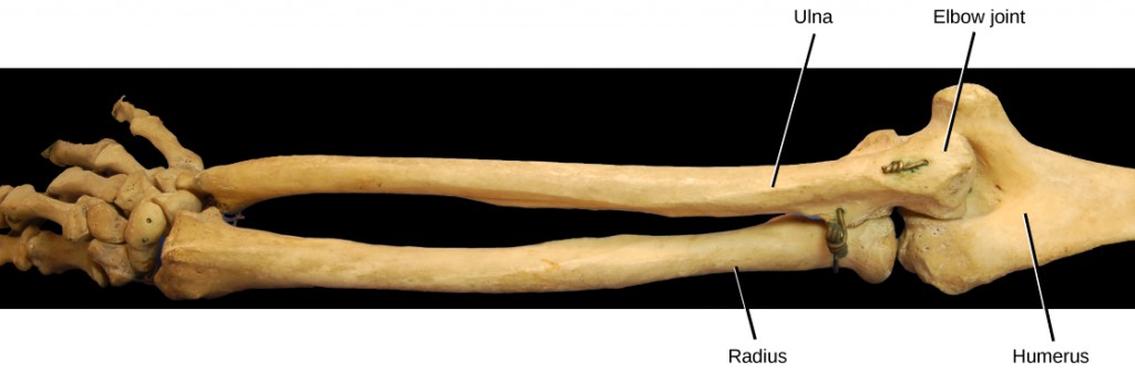Figure 38.28. The elbow joint, where the radius articulates with the humerus, is an example of a hinge joint. (credit: modification of work by Brian C. Goss)