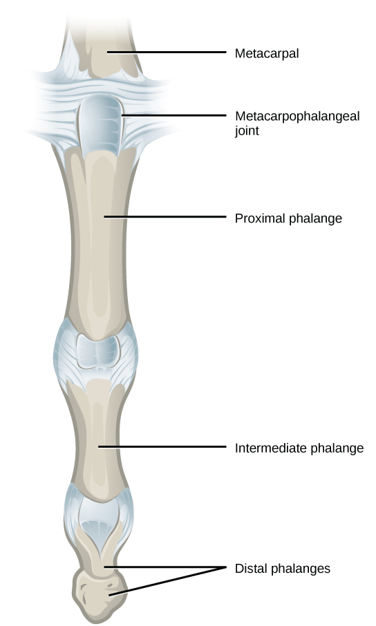Figure 38.30. The metacarpophalangeal joints in the finger are examples of condyloid joints. (credit: modification of work by Gray's Anatomy)