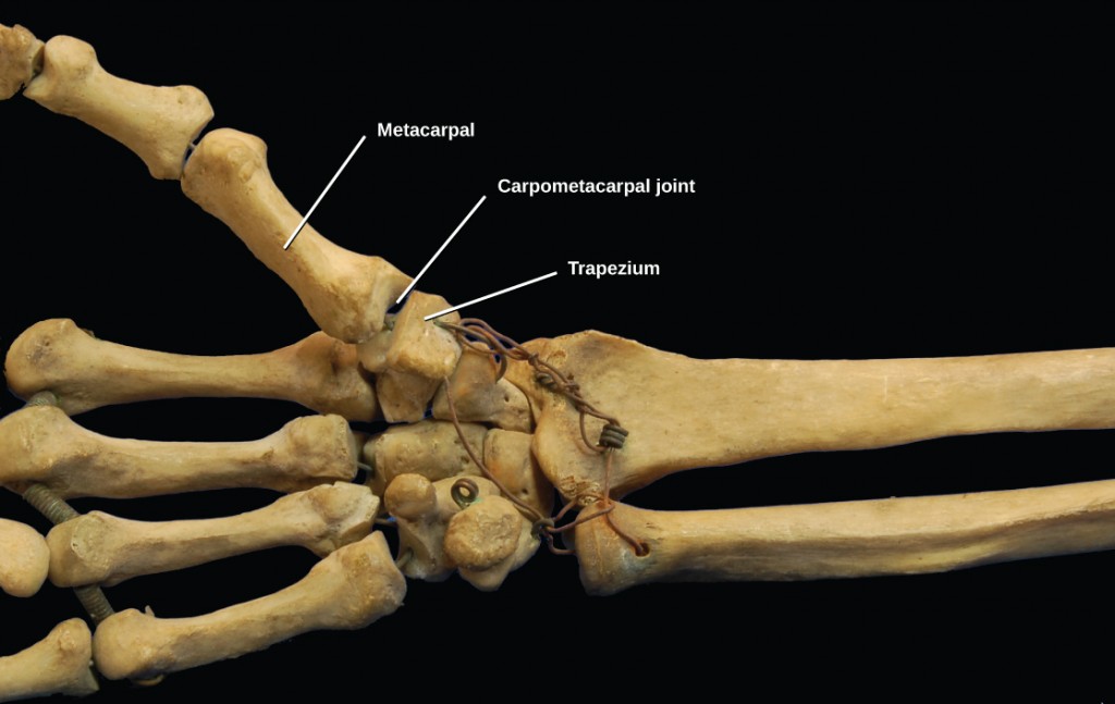 Figure 38.31. The carpometacarpal joints in the thumb are examples of saddle joints. (credit: modification of work by Brian C. Goss)