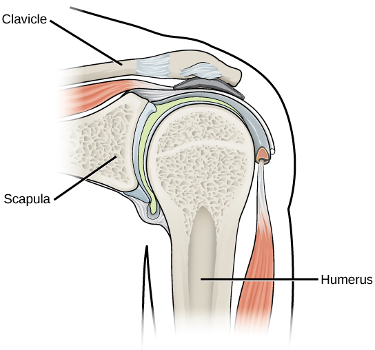 Figure 38.32. The shoulder joint is an example of a ball-and-socket joint.