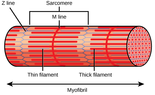 Figure 38.35. A sarcomere is the region from one Z line to the next Z line. Many sarcomeres are present in a myofibril, resulting in the striation pattern characteristic of skeletal muscle.