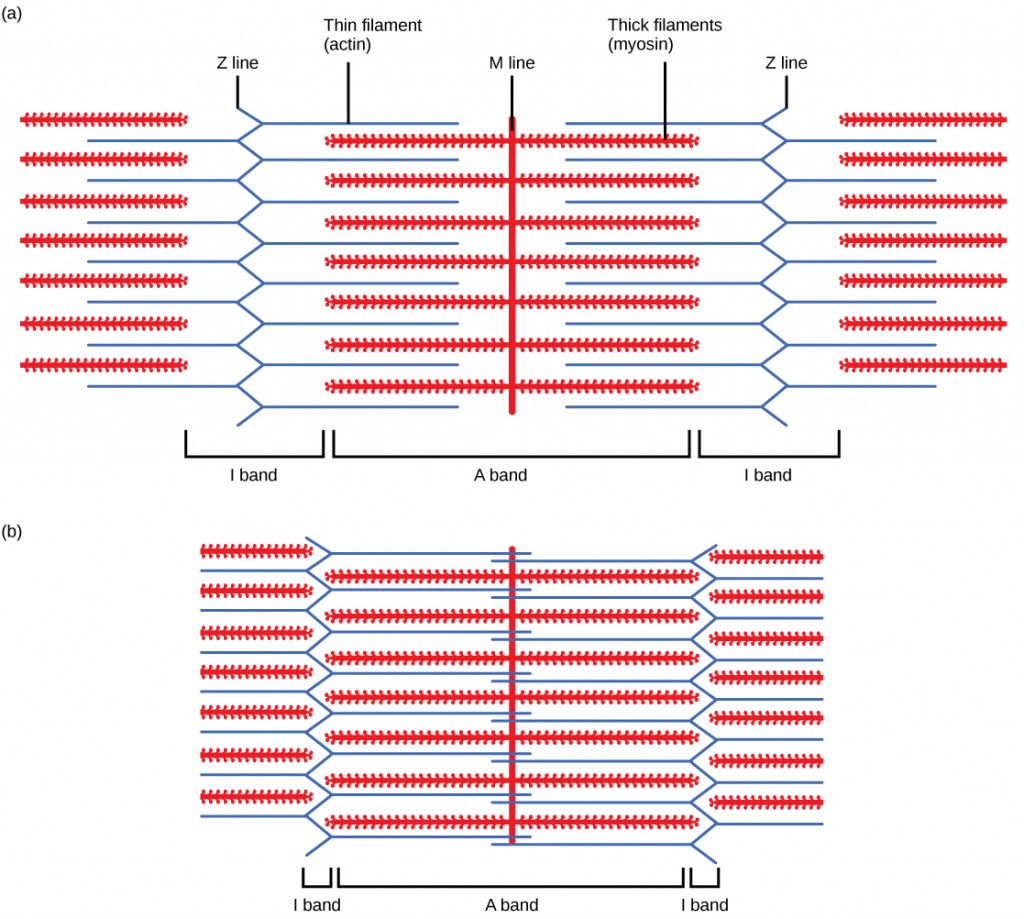 Figure 38.36. When (a) a sarcomere (b) contracts, the Z lines move closer together and the I band gets smaller. The A band stays the same width and, at full contraction, the thin filaments overlap.