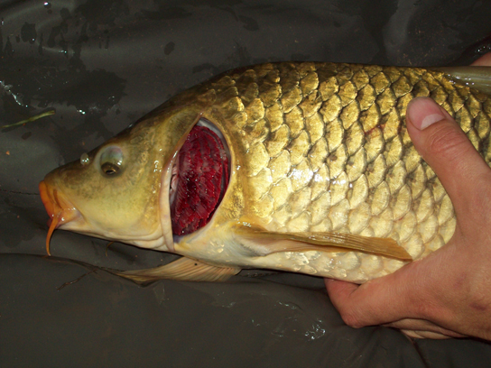 Figure 39.4. This common carp, like many other aquatic organisms, has gills that allow it to obtain oxygen from water. (credit: "Guitardude012"/Wikimedia Commons)