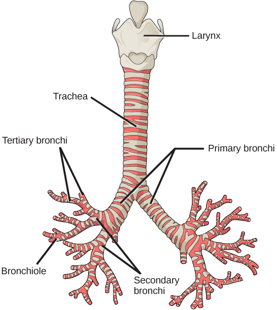 Figure 39.8. The trachea and bronchi are made of incomplete rings of cartilage. (credit: modification of work by Gray's Anatomy)