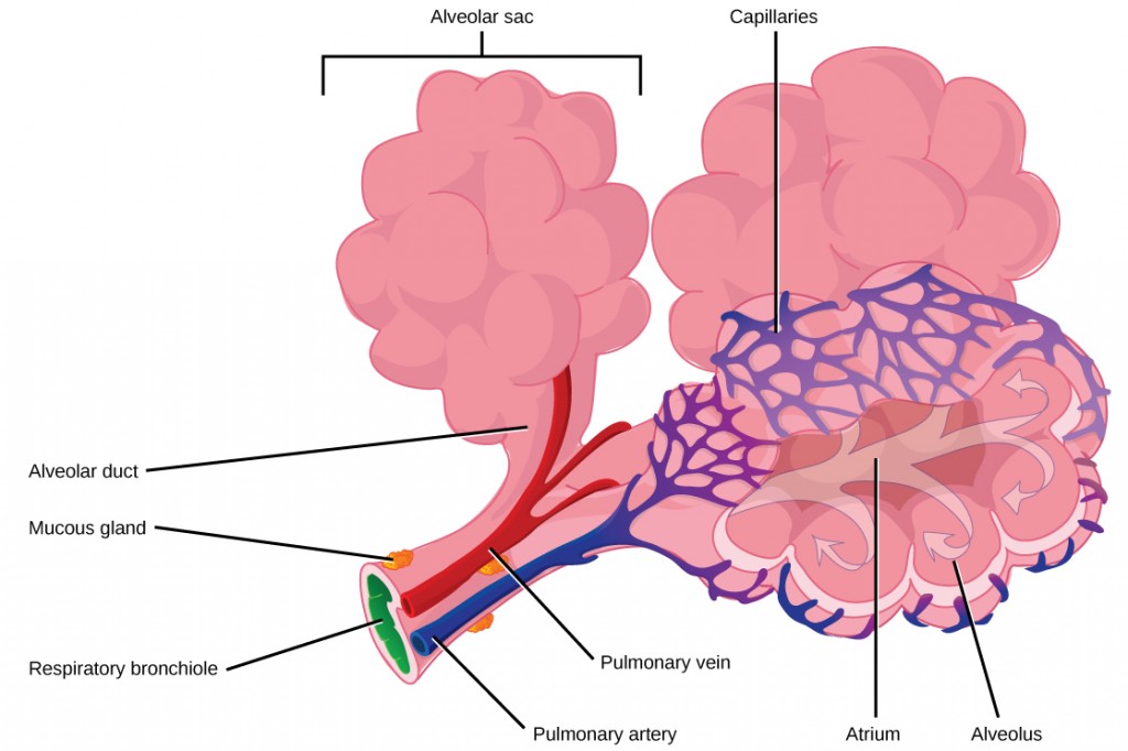 Figure 39.10. Terminal bronchioles are connected by respiratory bronchioles to alveolar ducts and alveolar sacs. Each alveolar sac contains 20 to 30 spherical alveoli and has the appearance of a bunch of grapes. Air flows into the atrium of the alveolar sac, then circulates into alveoli where gas exchange occurs with the capillaries. Mucous glands secrete mucous into the airways, keeping them moist and flexible. (credit: modification of work by Mariana Ruiz Villareal)