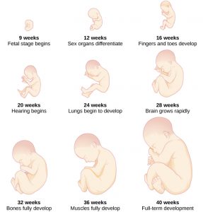 The development of a fetus.