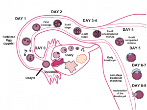 The cycle of fertilization.