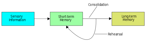 Diagram of the memory storage process.