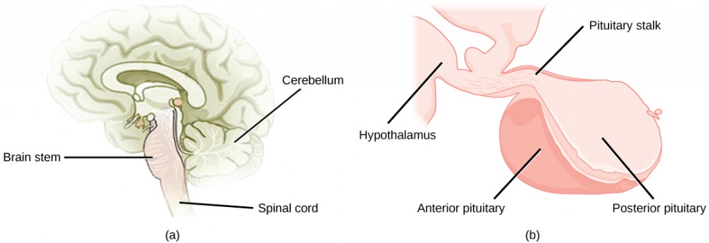 Figure 37.15. The pituitary gland is located at (a) the base of the brain and (b) connected to the hypothalamus by the pituitary stalk. (credit a: modification of work by NCI; credit b: modification of work by Gray’s Anatomy)