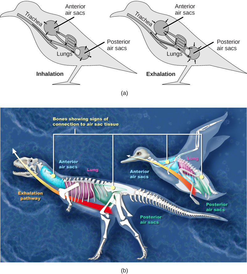Figure 39.14. (a) Birds have a flow-through respiratory system in which air flows unidirectionally from the posterior sacs into the lungs, then into the anterior air sacs. The air sacs connect to openings in hollow bones. (b) Dinosaurs, from which birds descended, have similar hollow bones and are believed to have had a similar respiratory system. (credit b: modification of work by Zina Deretsky, National Science Foundation)
