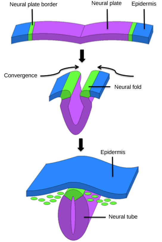 Figure_43_06_01