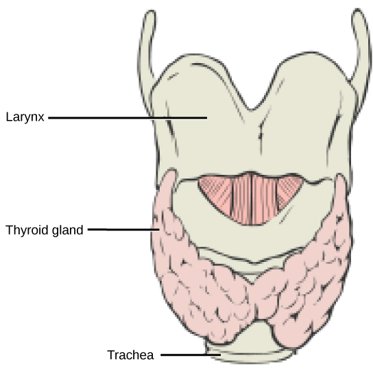 Figure 37.16. This illustration shows the location of the thyroid gland.