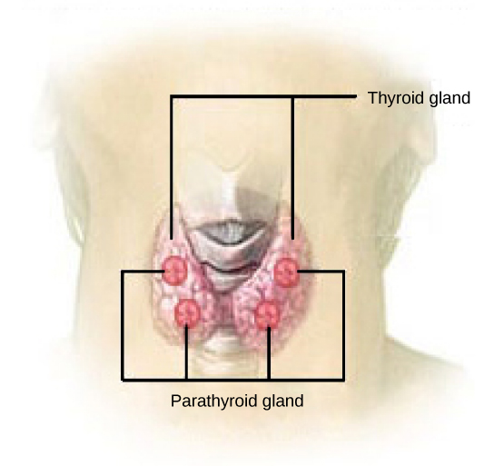 Figure 37.17. The parathyroid glands are located on the posterior of the thyroid gland. (credit: modification of work by NCI)