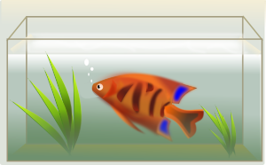 A fish in a tank.
