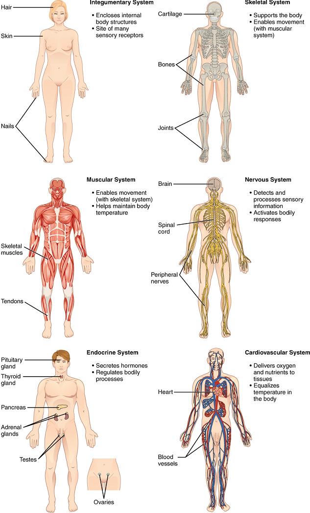 Body Structure – Anatomy, Physiology and Medical Language