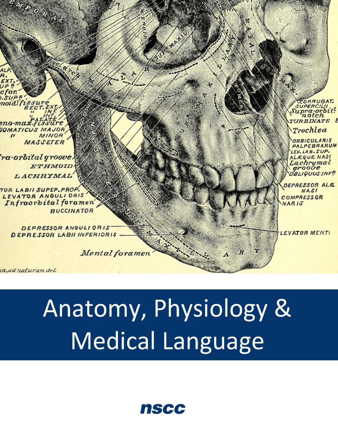 Cover image for Anatomy, Physiology and Medical Language
