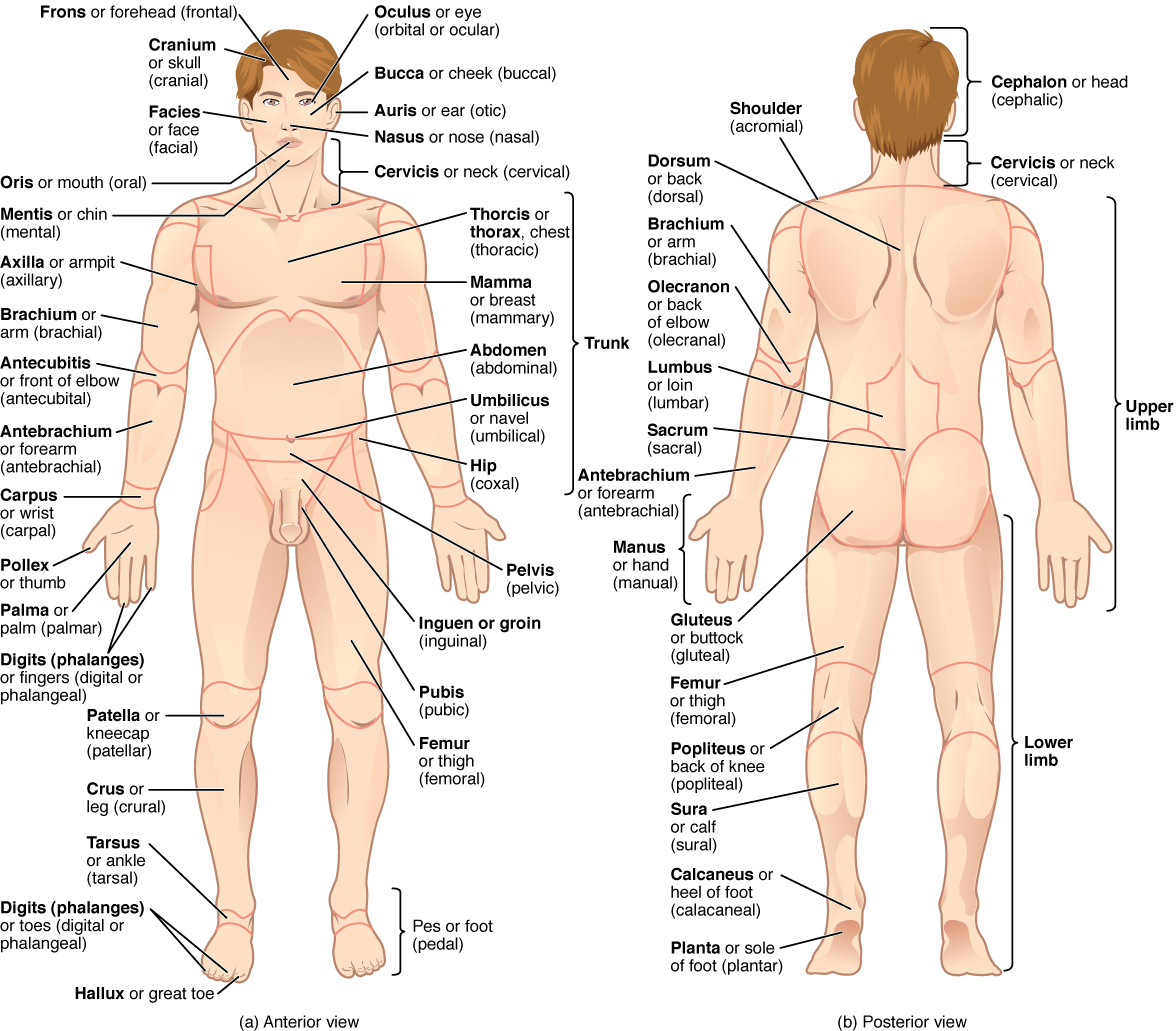 Anatomy and Physiology- Chapter 1 Flashcards | Quizlet