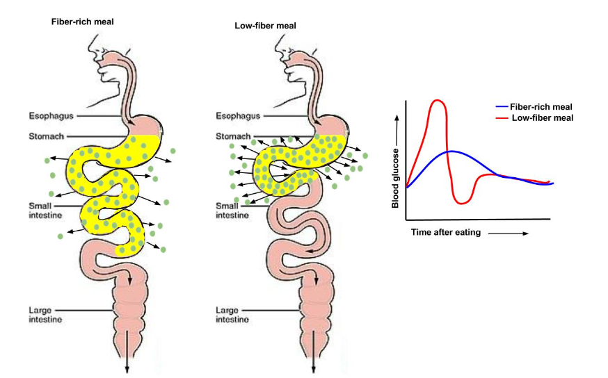 Fibers Role in Carbohydrate Digestion and Absorption