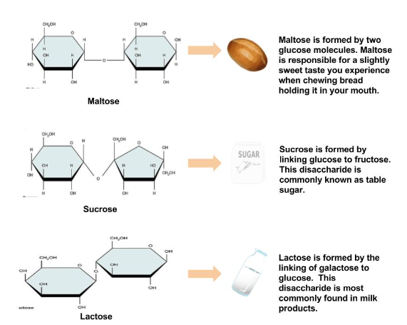 The Most Common Disaccharides