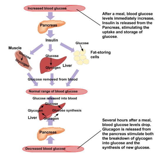 The Regulation of Glucose