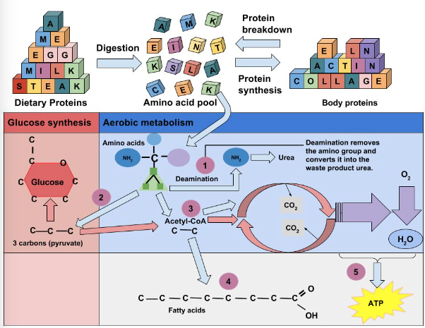 Amino Acids Used for Energy