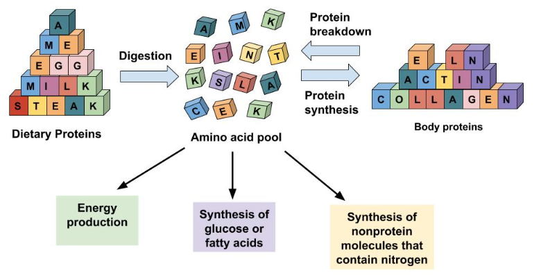 Options For Amino Acid Use In The Human Body