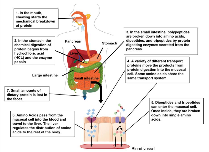 Digestion and Absorption of Protein