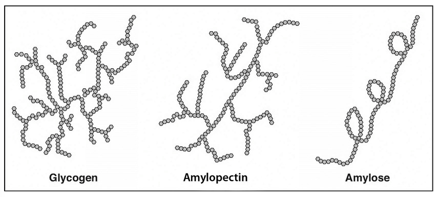 Structures of the Plant Starches and Glycogen