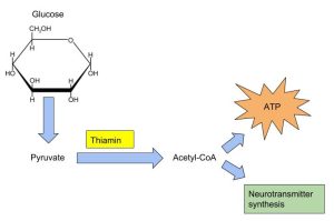 Role of Thiamin