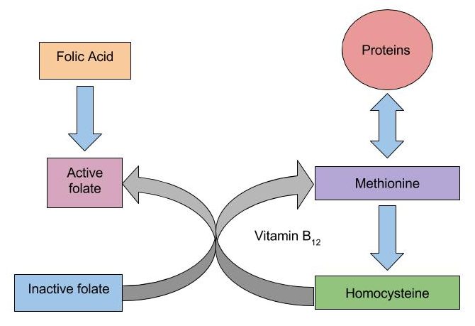 The Relationship Between Folate and Vitamin B12