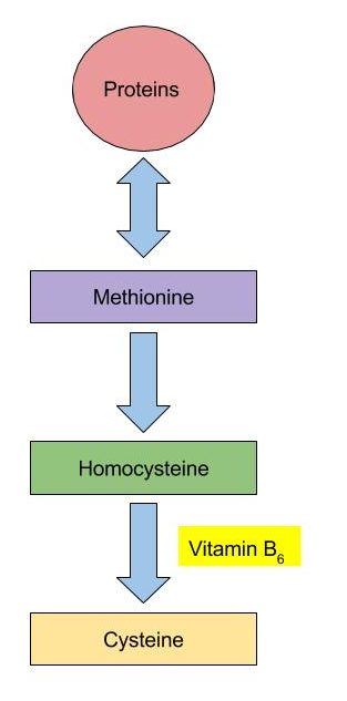 Vitamin B6 Functional Coenzyme Role