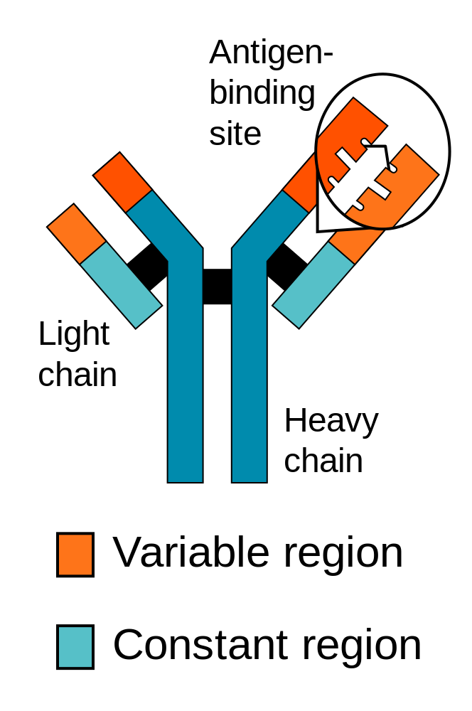 Antibody protein structure