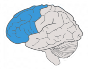 Brain with strategic networks marked blue.
