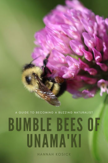 Cover image for Bumble bees of Unama'ki