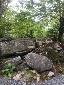 found in Riverside Trail, a tree grows out from a rock, showing the resilience of this tree to survive.