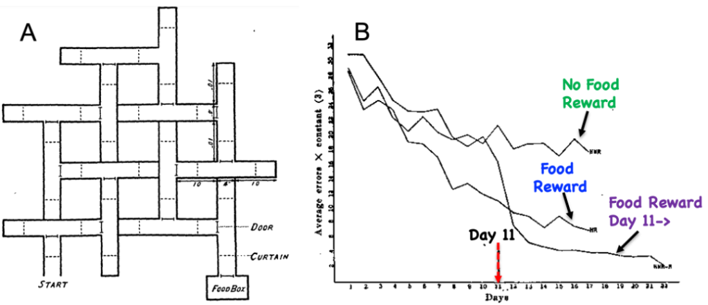 Graph showing rats who received no food rewards with least amount of learning, but that rats trained with no food significantly improved on Day 11 when food rewards were introduced.